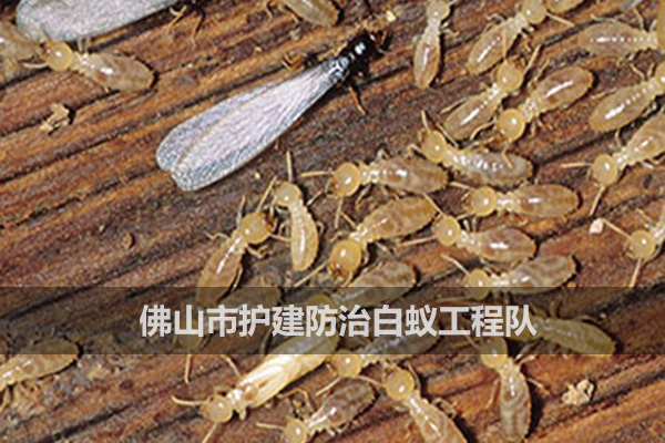 如何消滅白蟻？